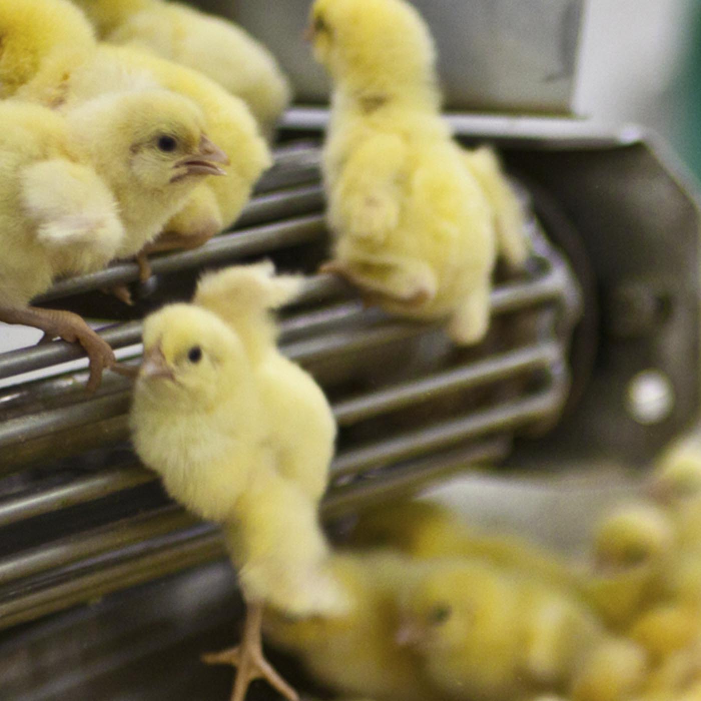 Bird,Beak,Yellow,Chicken,Recipe,Feather,farmed animal