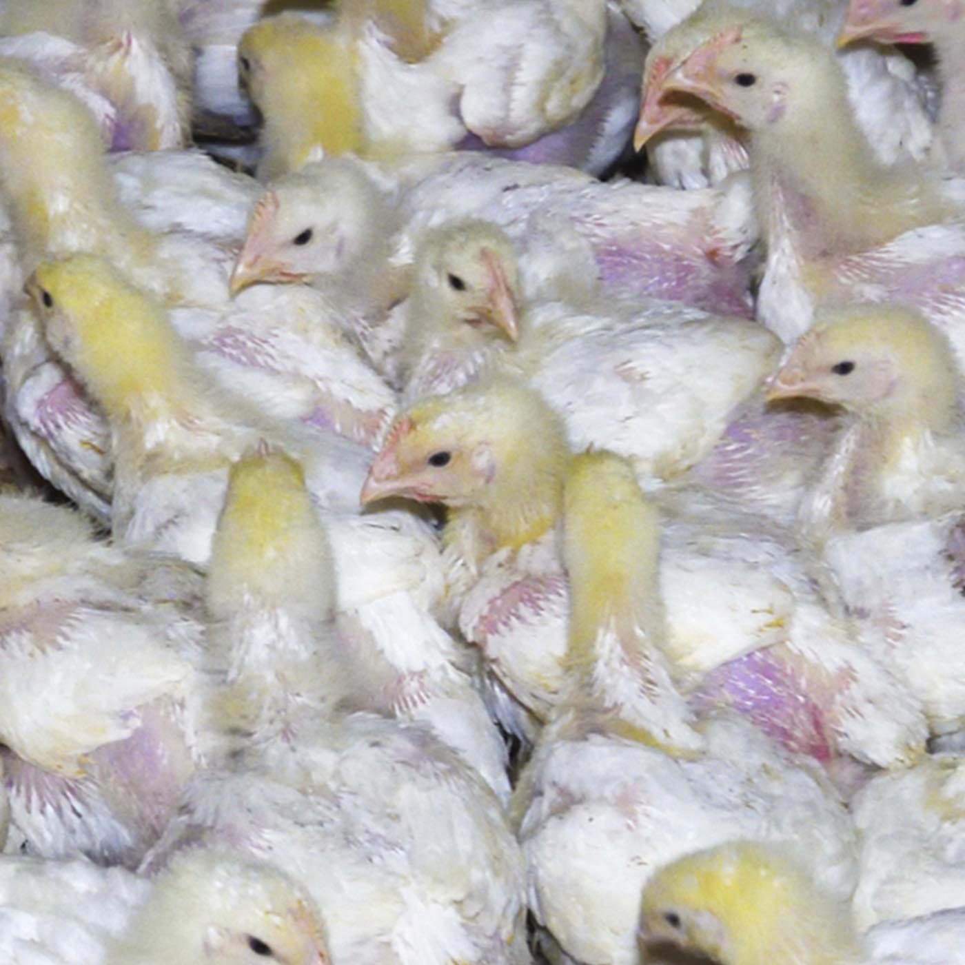 Bird,White,Beak,Feather,Ingredient,farmed animal,Water bird