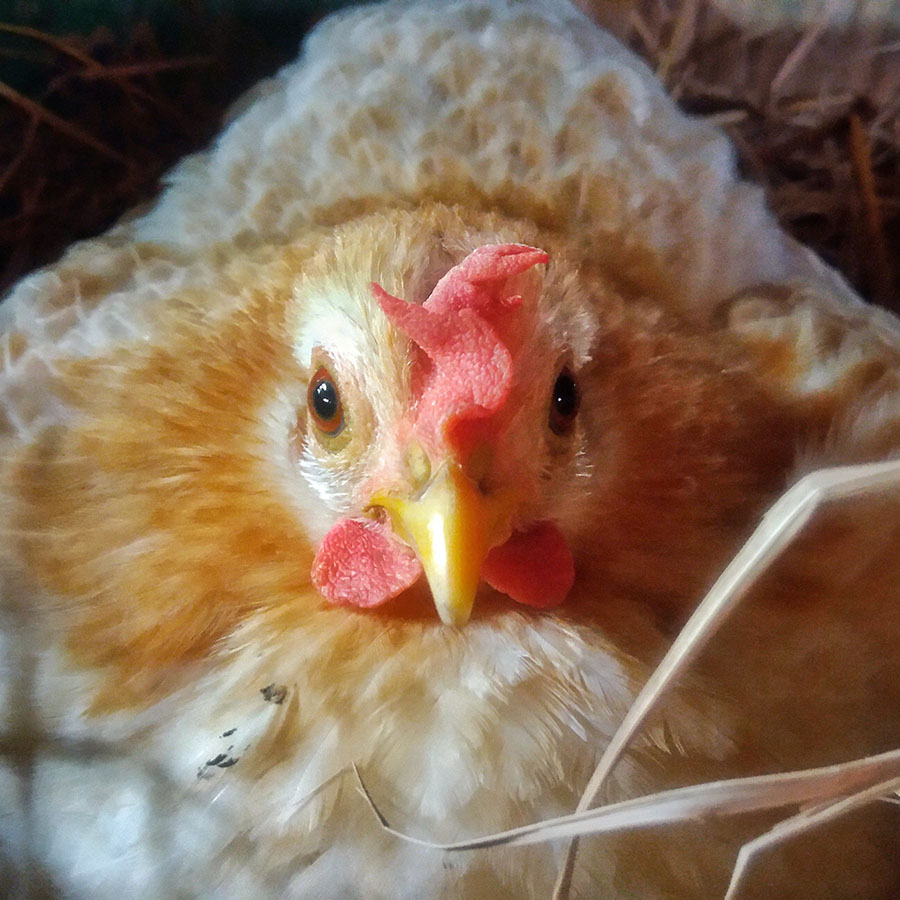 Bird,Chicken,Beak,Comb,Mammal,Feather