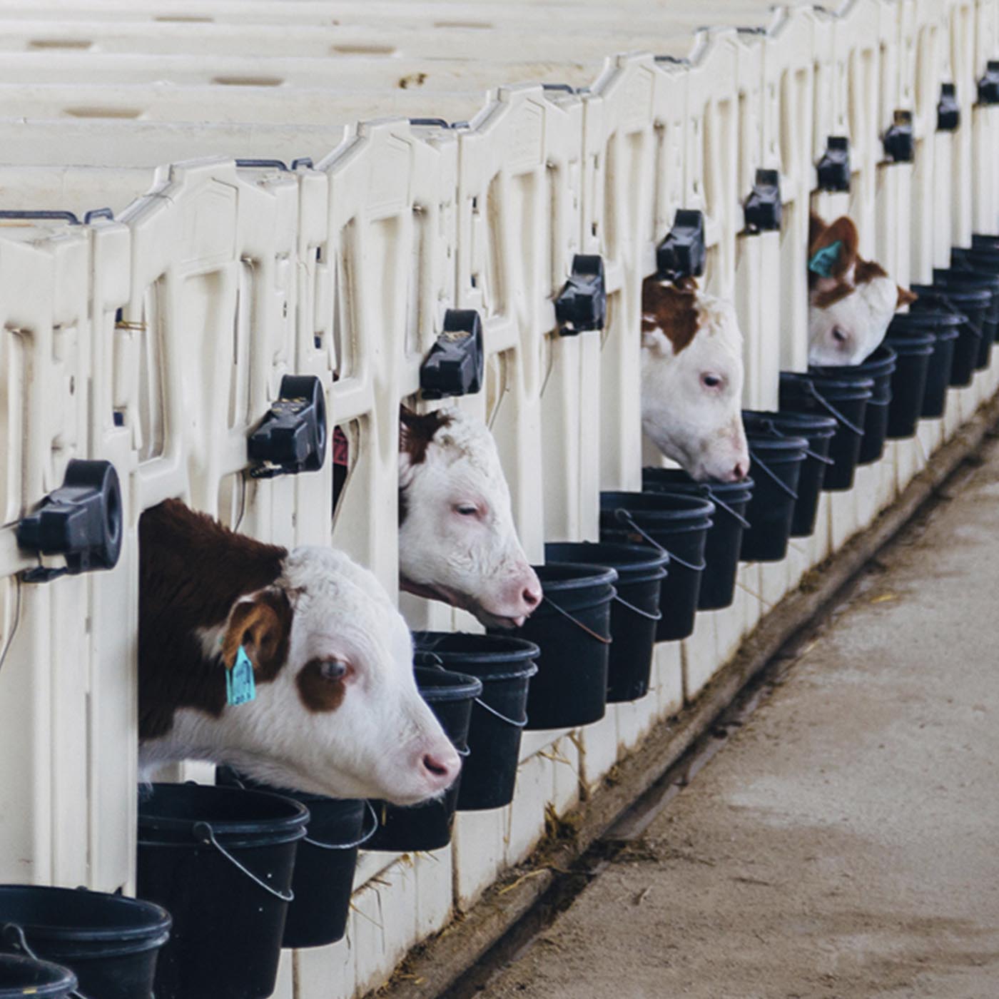 Dairy cow,Line,Art,Snout,farmed animal,Metal,Design