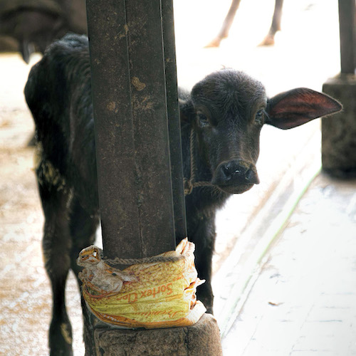Snout,Bull,Horn,farmed animal