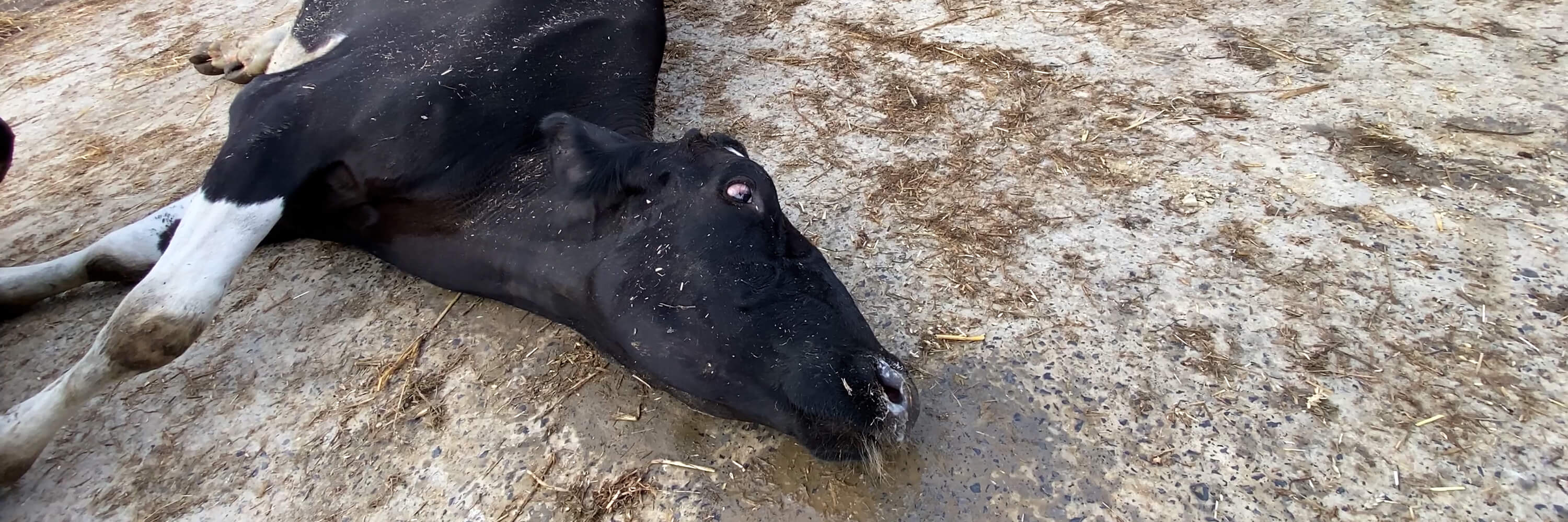 Dog breed,farmed animal,Canidae,Marine mammal,Sporting Group,Tapir,Soil