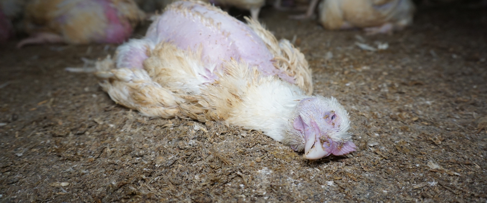 Bird,Beak,Soil,farmed animal