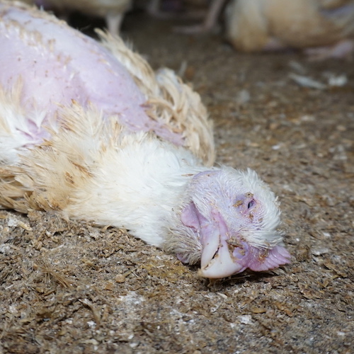 Bird,Snout,farmed animal,Soil,Beak