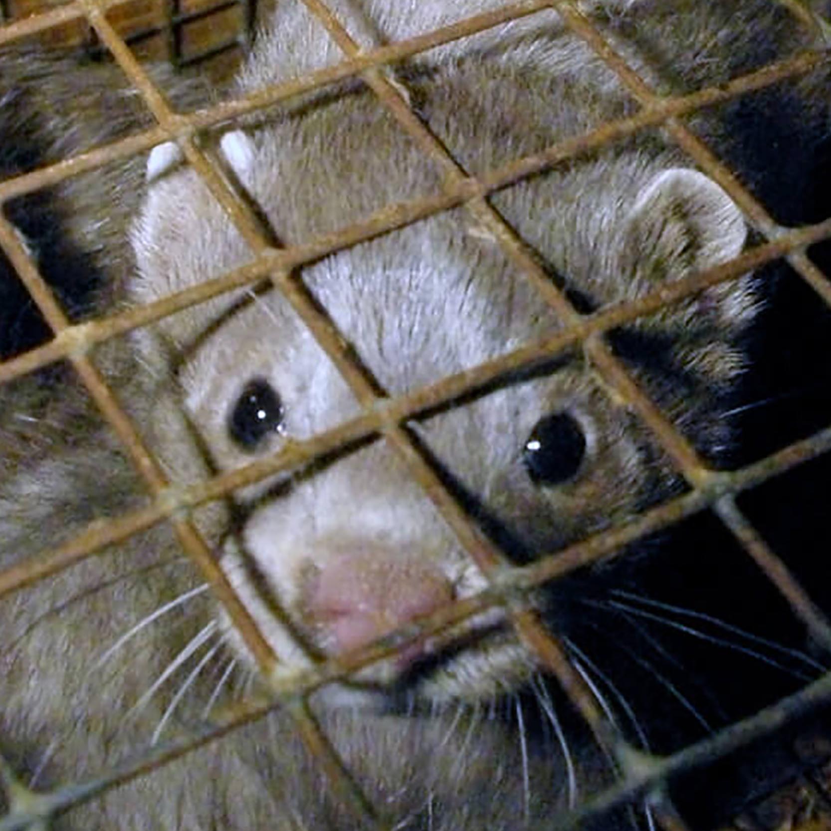 Mousetrap,Rodent,Mesh,Whiskers,Mammal,Window