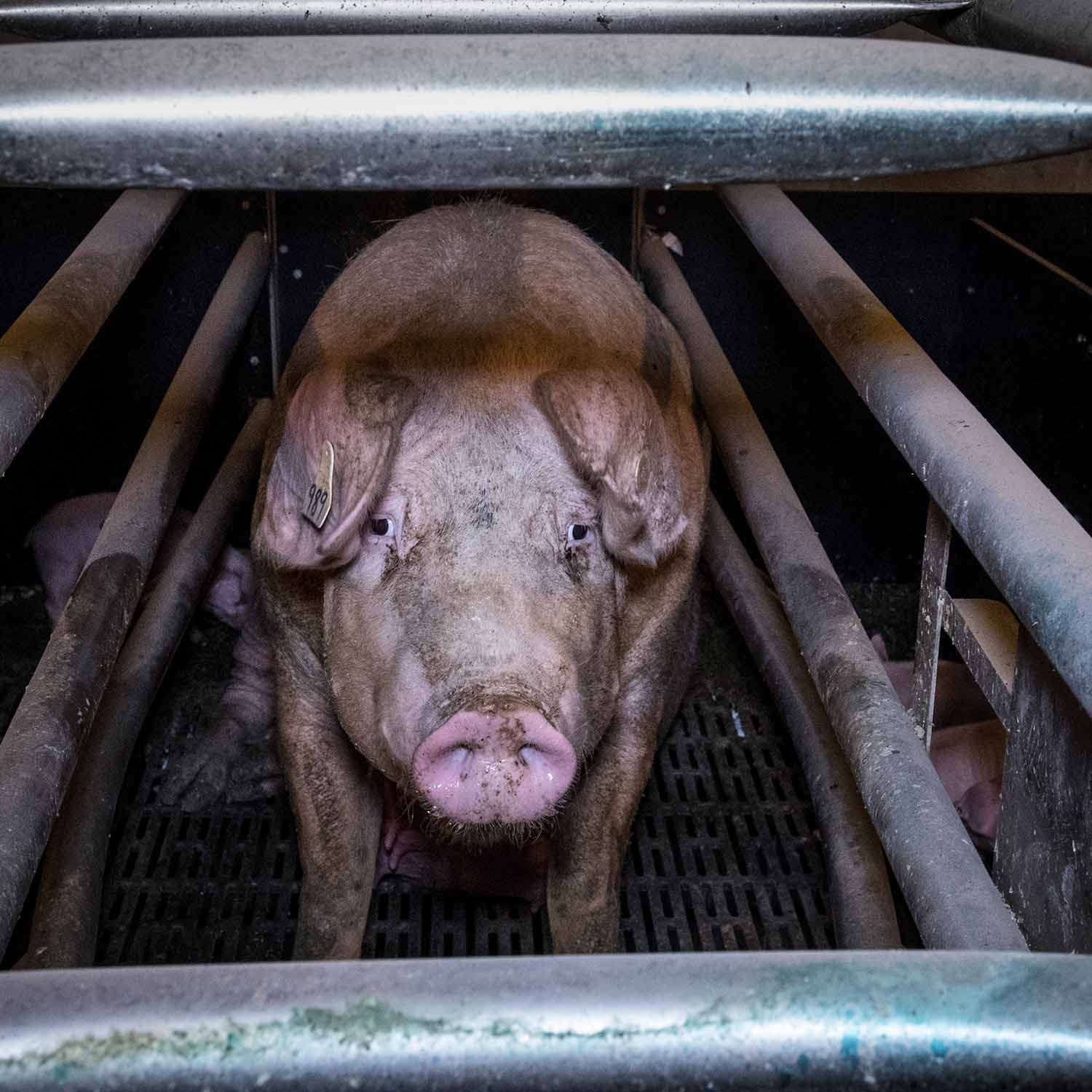 Jaw,Whiskers,Snout,Domestic pig,farmed animal