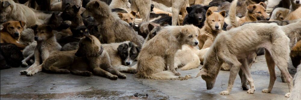 dog-meat-trade