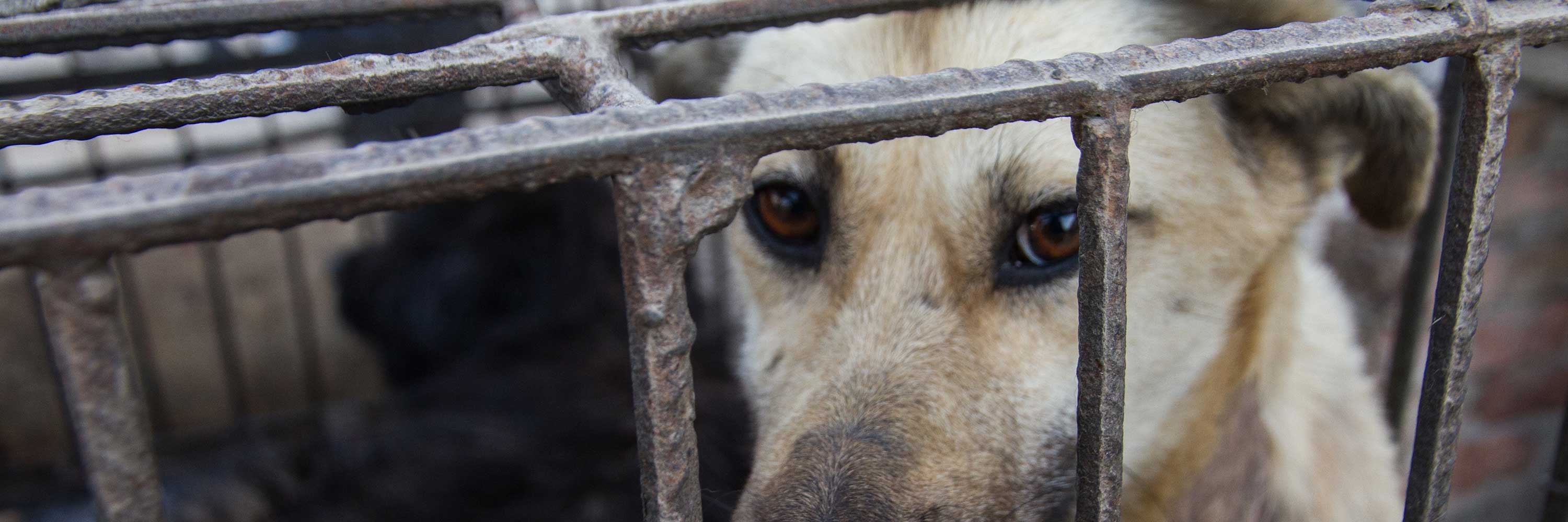 Dog in crate