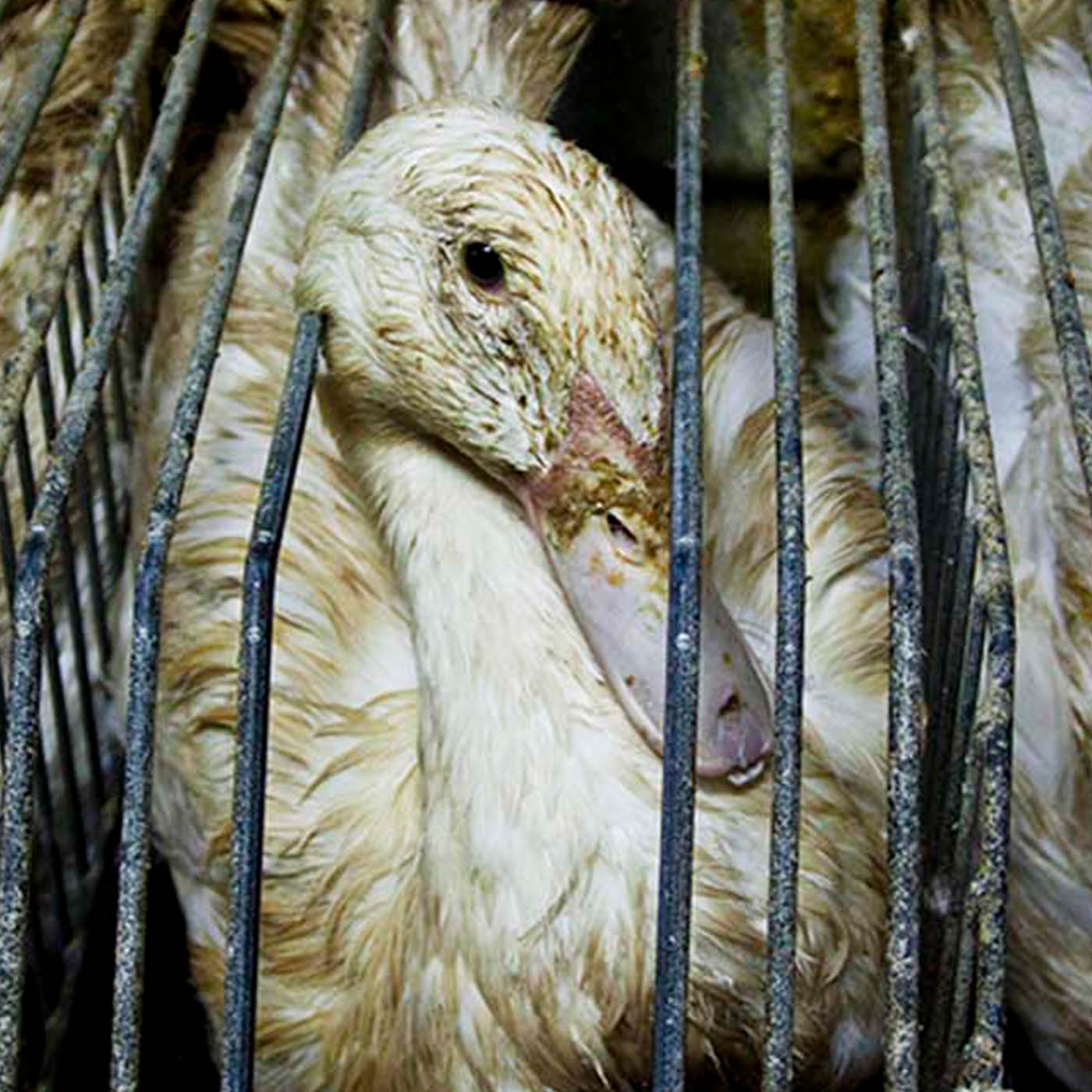 Duck used for foie gras in a cage