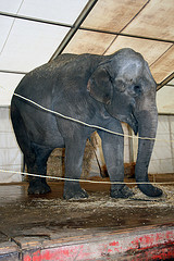 Elephant,African elephant,Mammal,Indian elephant,Grey,Elephants and Mammoths,Snout