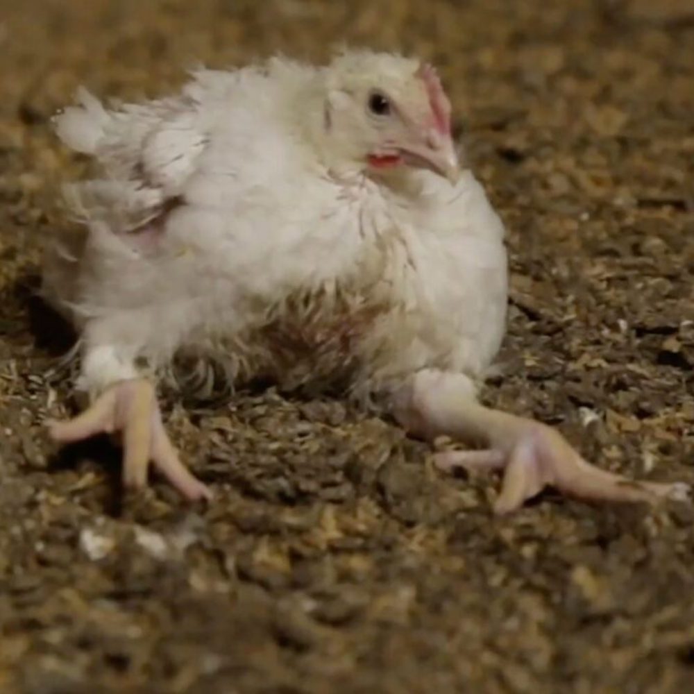 Bird,Chicken,Beak,Feather,Fowl,farmed animal,Soil