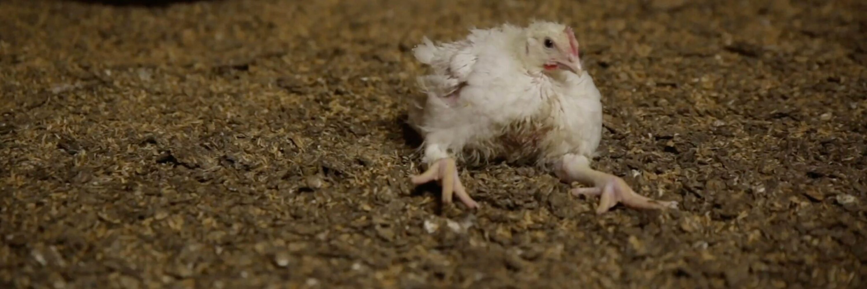 Bird,Chicken,Beak,Feather,Comb,Fowl,farmed animal