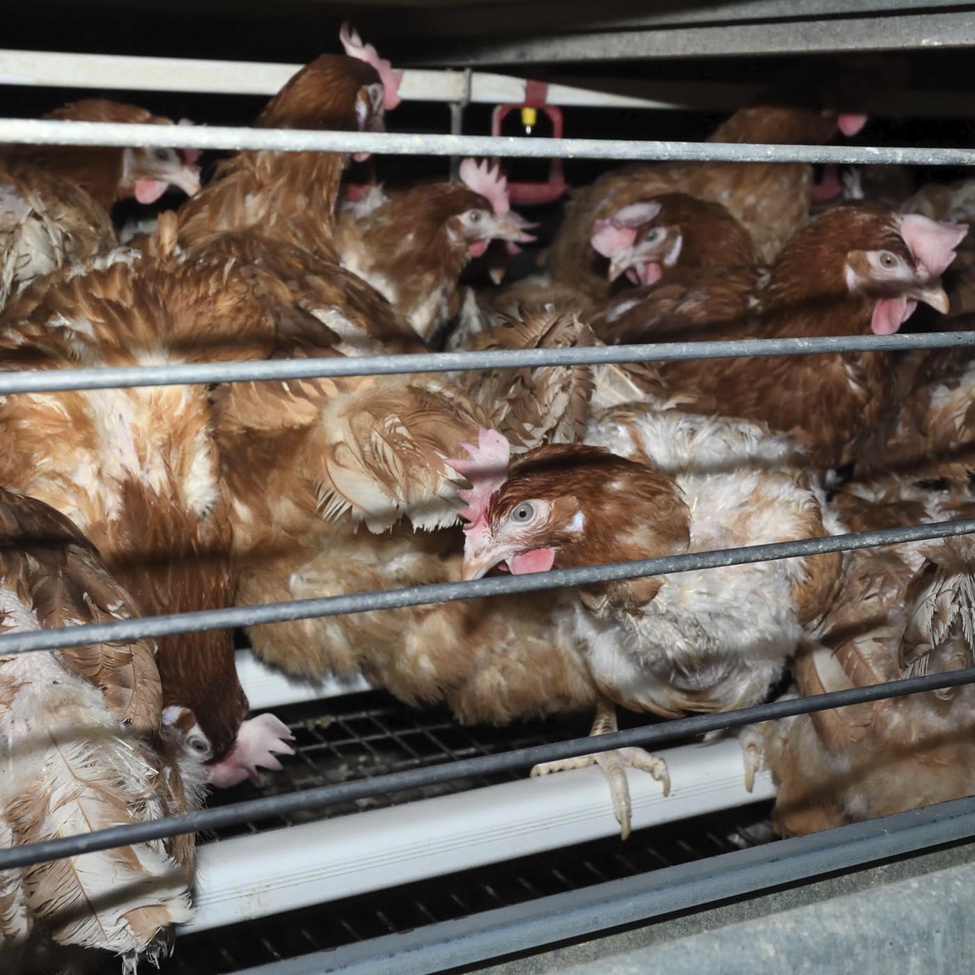 Mammal,Liver,Line,Chicken,Snout,farmed animal