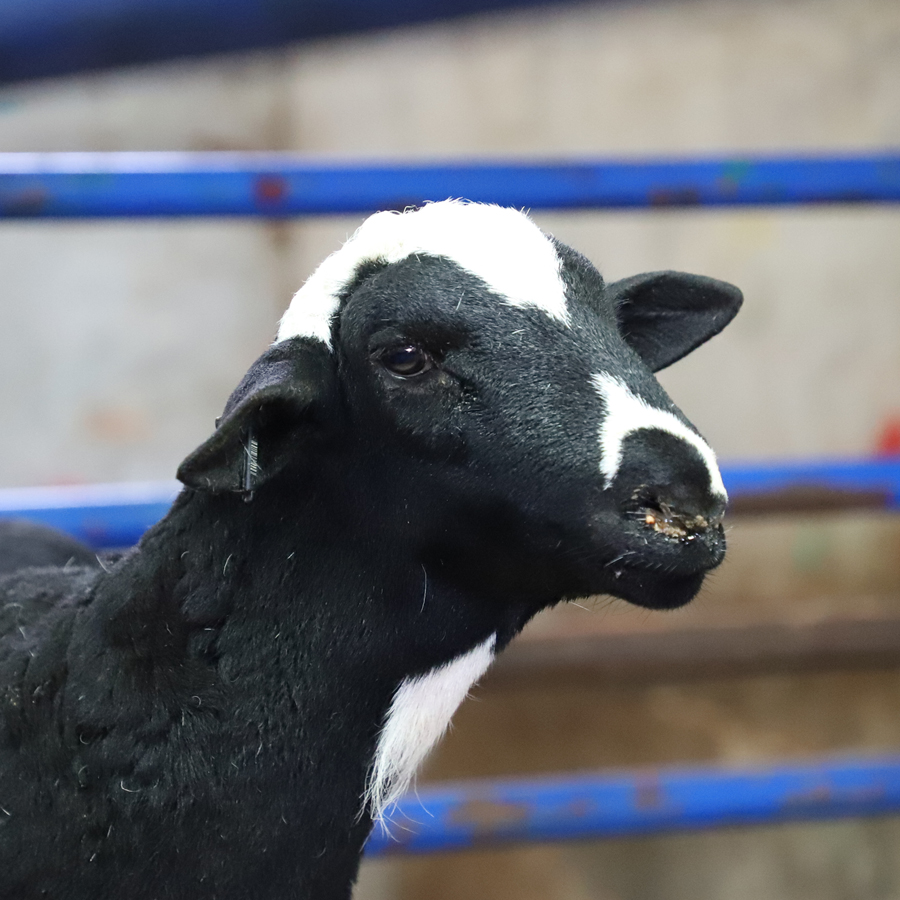 Head,Fence,Plant,Goat,Sheep,Goat-antelope,Horn