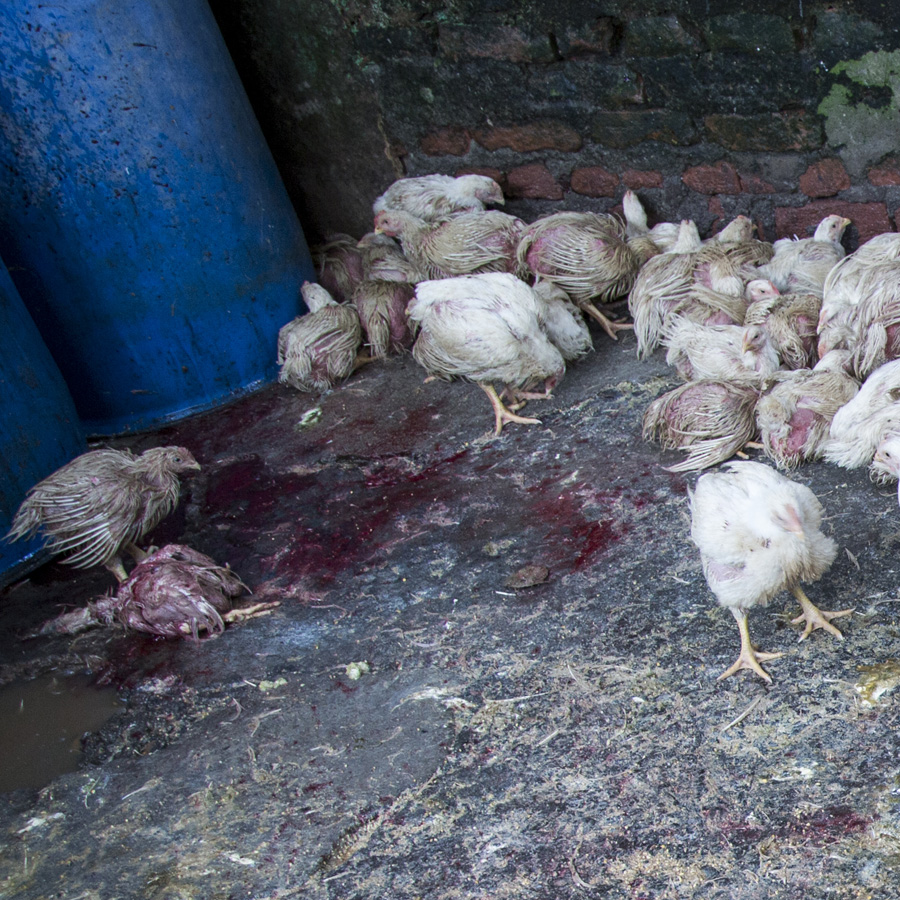 Bird,Chicken,Beak,Comb,Rooster,Fowl