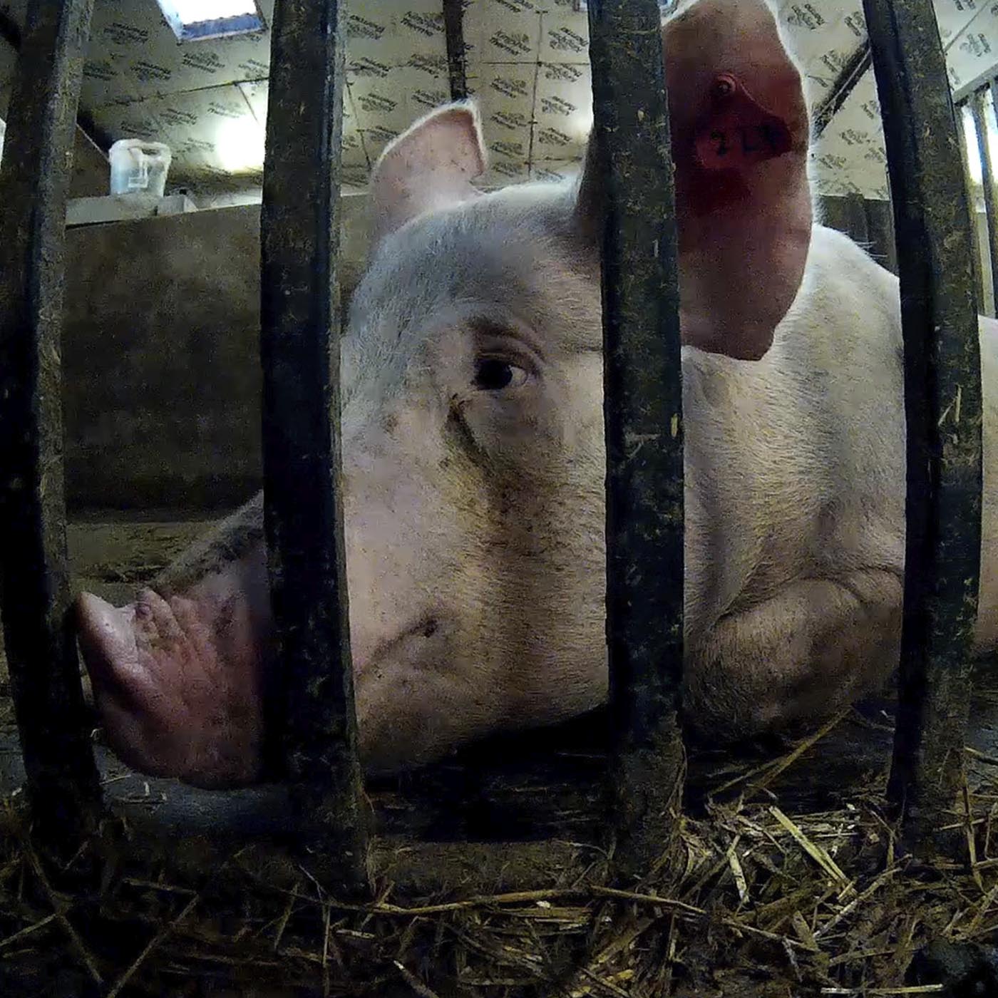 Jaw,Snout,Domestic pig,Animal shelter,Beak,Cage,farmed animal