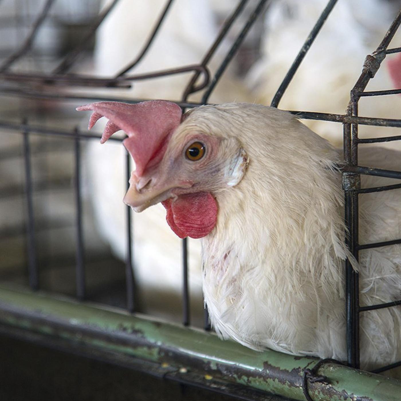 Bird,Beak,Comb,Chicken,Mammal
