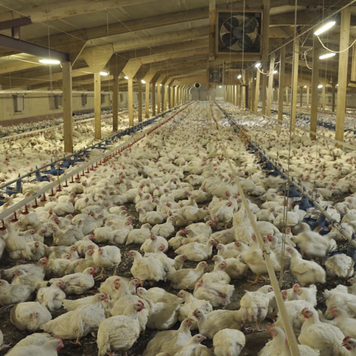 White,Mammal,farmed animal,Mass production,Herd,Event