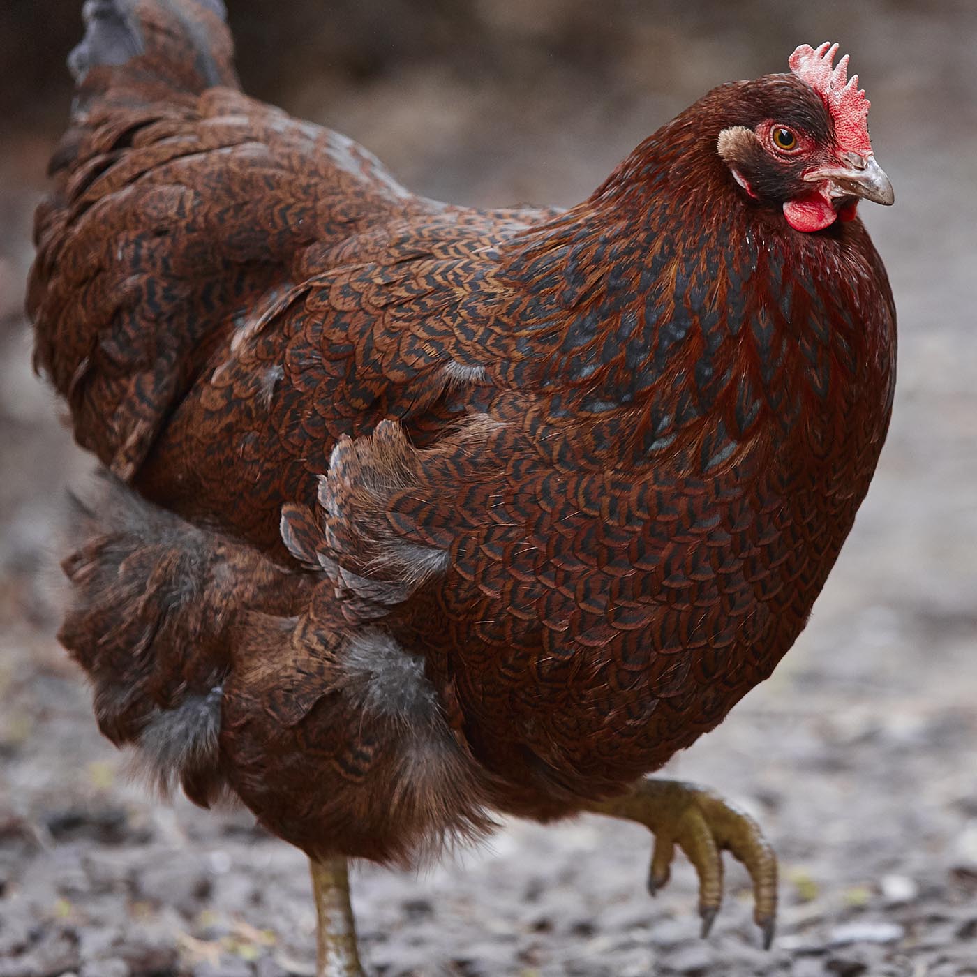 Brown,Bird,Beak,Black,Comb,Chicken,Feather