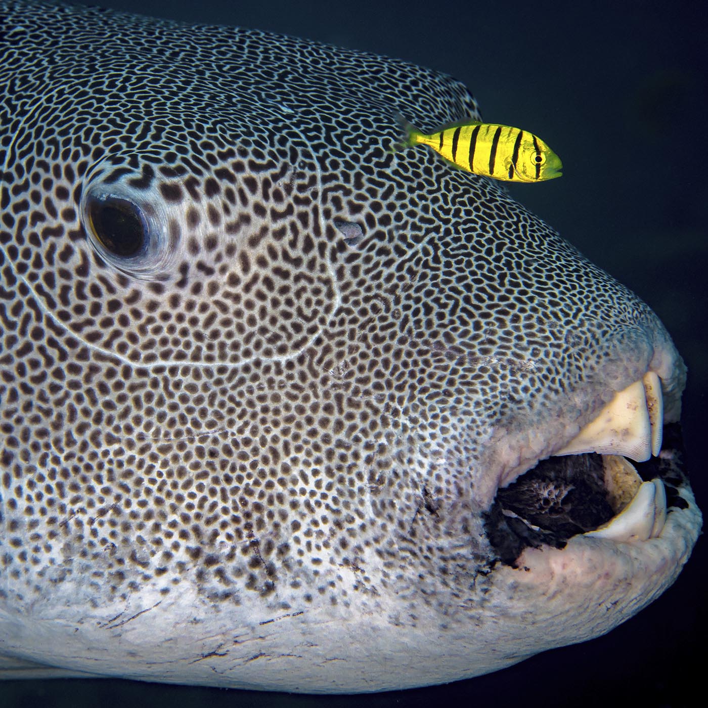 Water,Mammal,Musical instrument,Fish,Fin