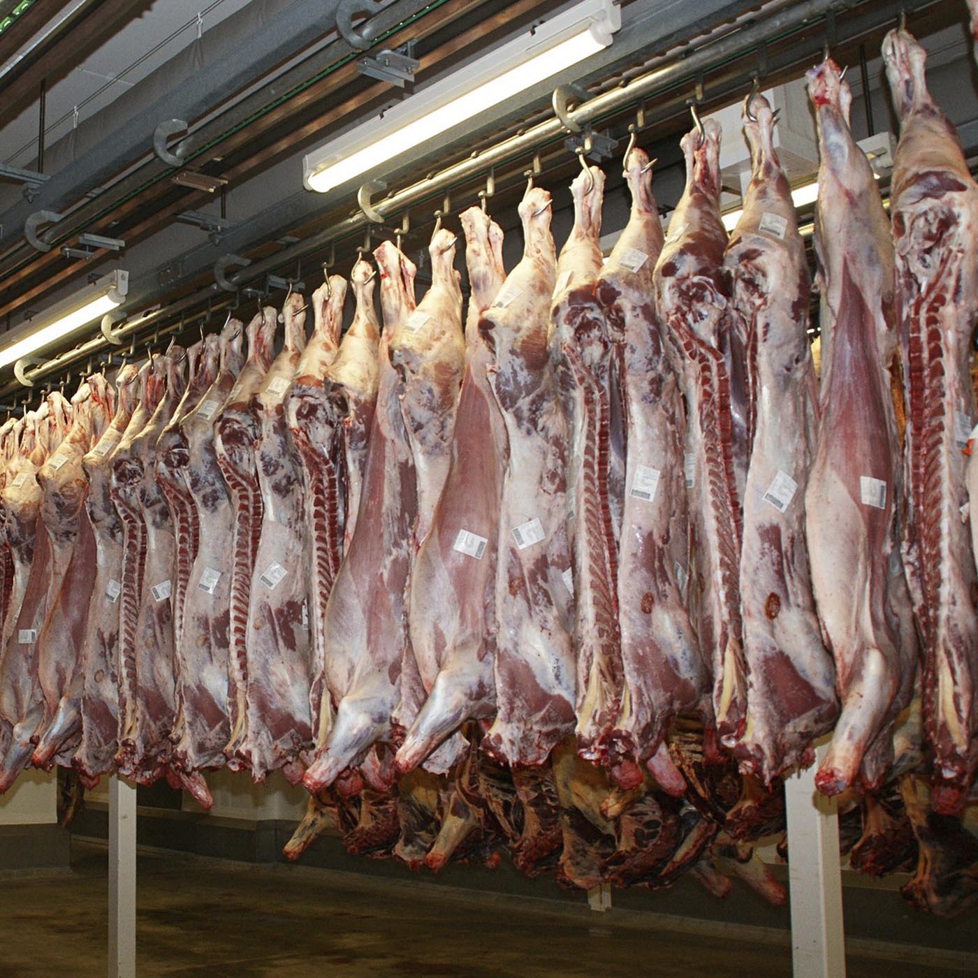Food,Animal product,Cuisine,Curing,Fish,Building,Dish