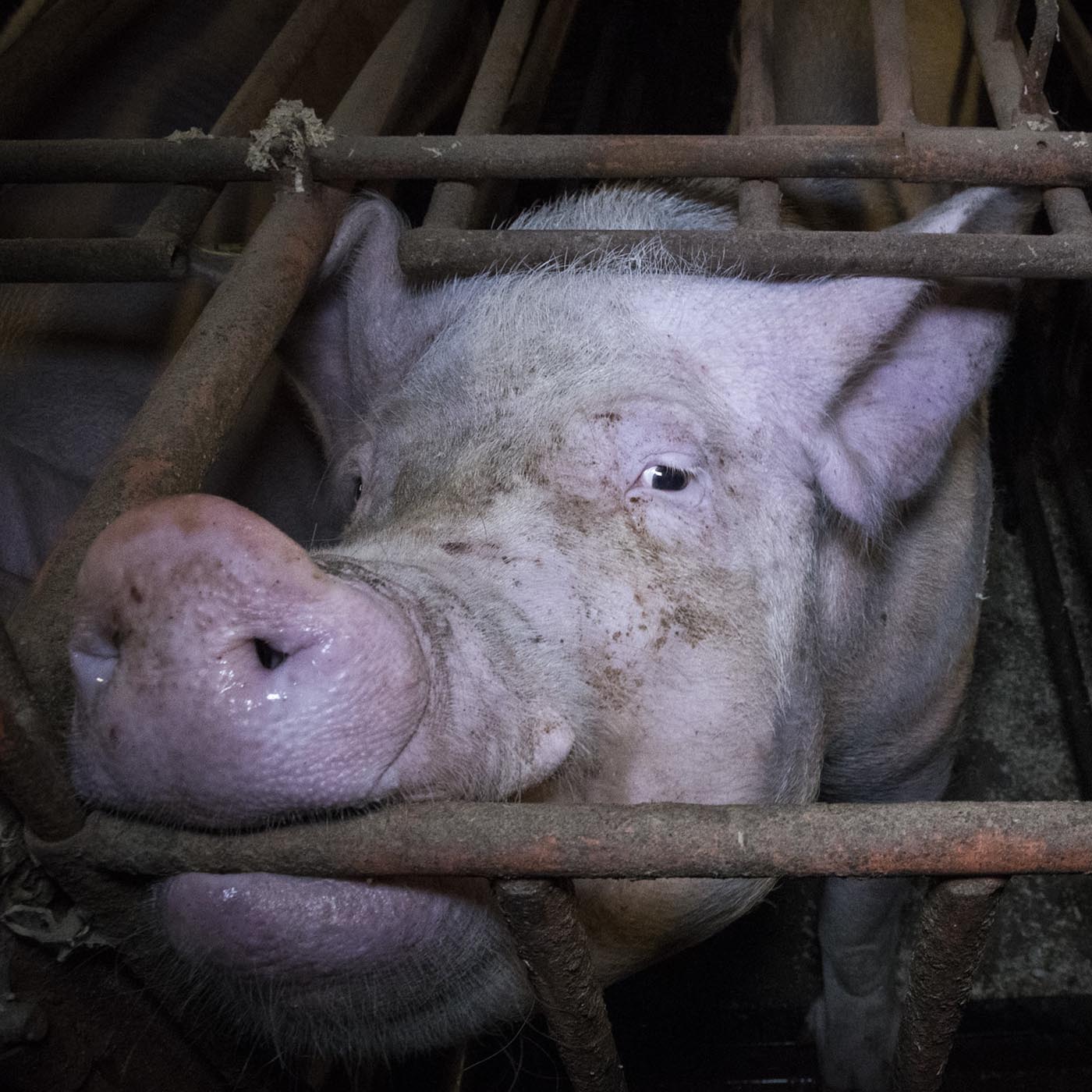 Mammal,Snout,Domestic pig,farmed animal,Fence,Wire fencing