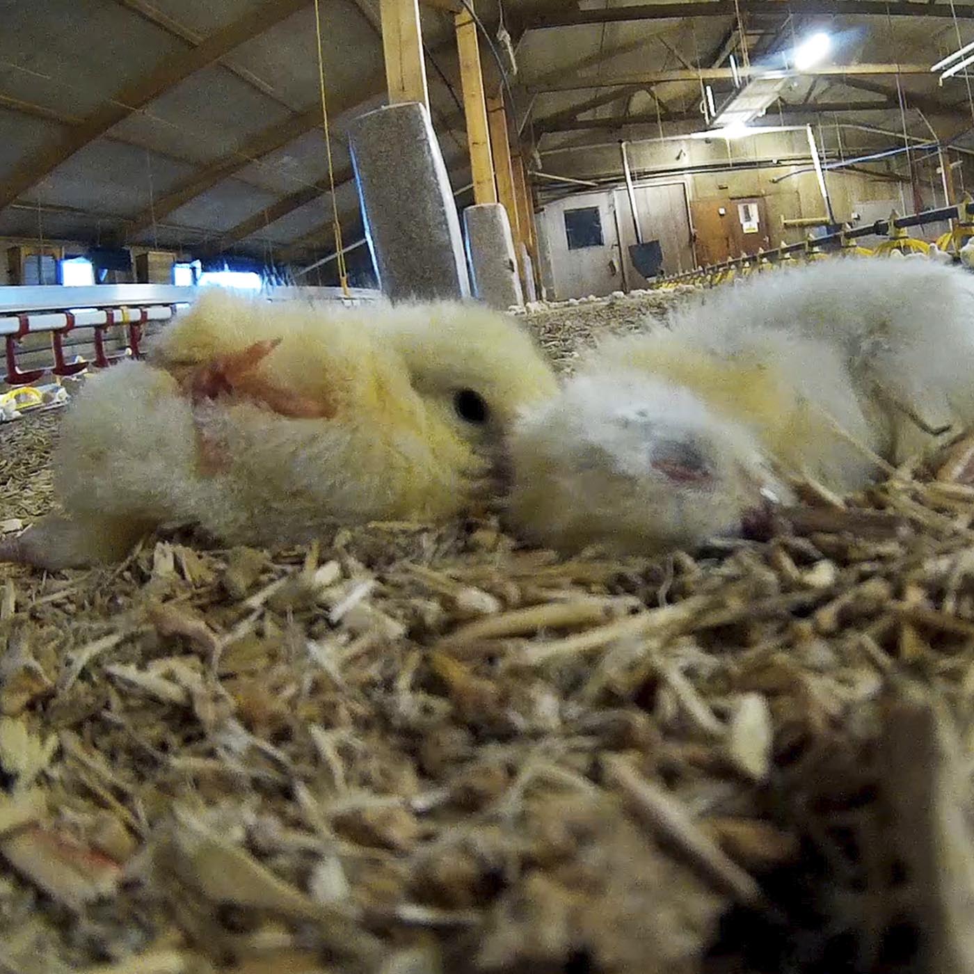 Bird,Beak,Snout,farmed animal,Hay,Water bird