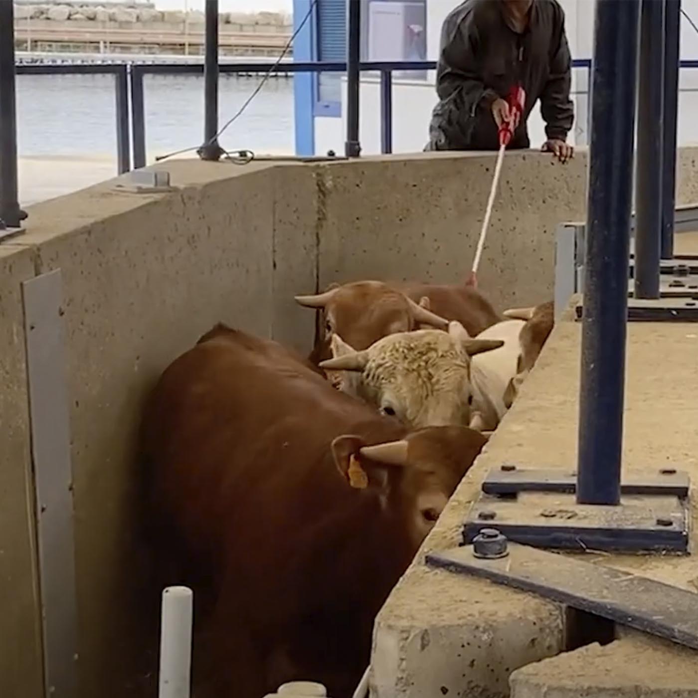 Human body,Bull,Dairy cow,Horn