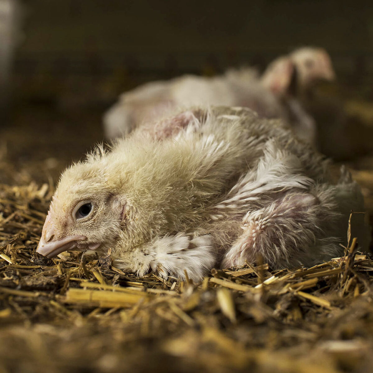 factory farmed chicken on ground