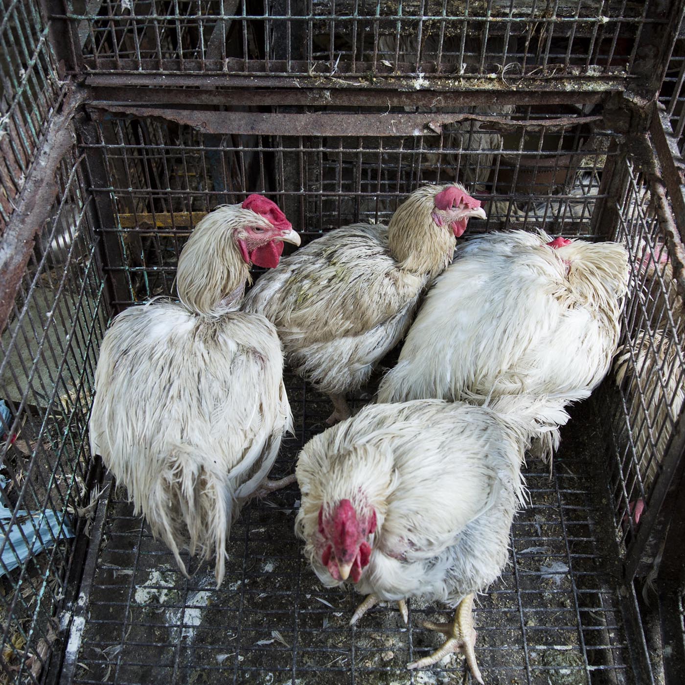 Bird,Chicken,Beak,Comb,Feather