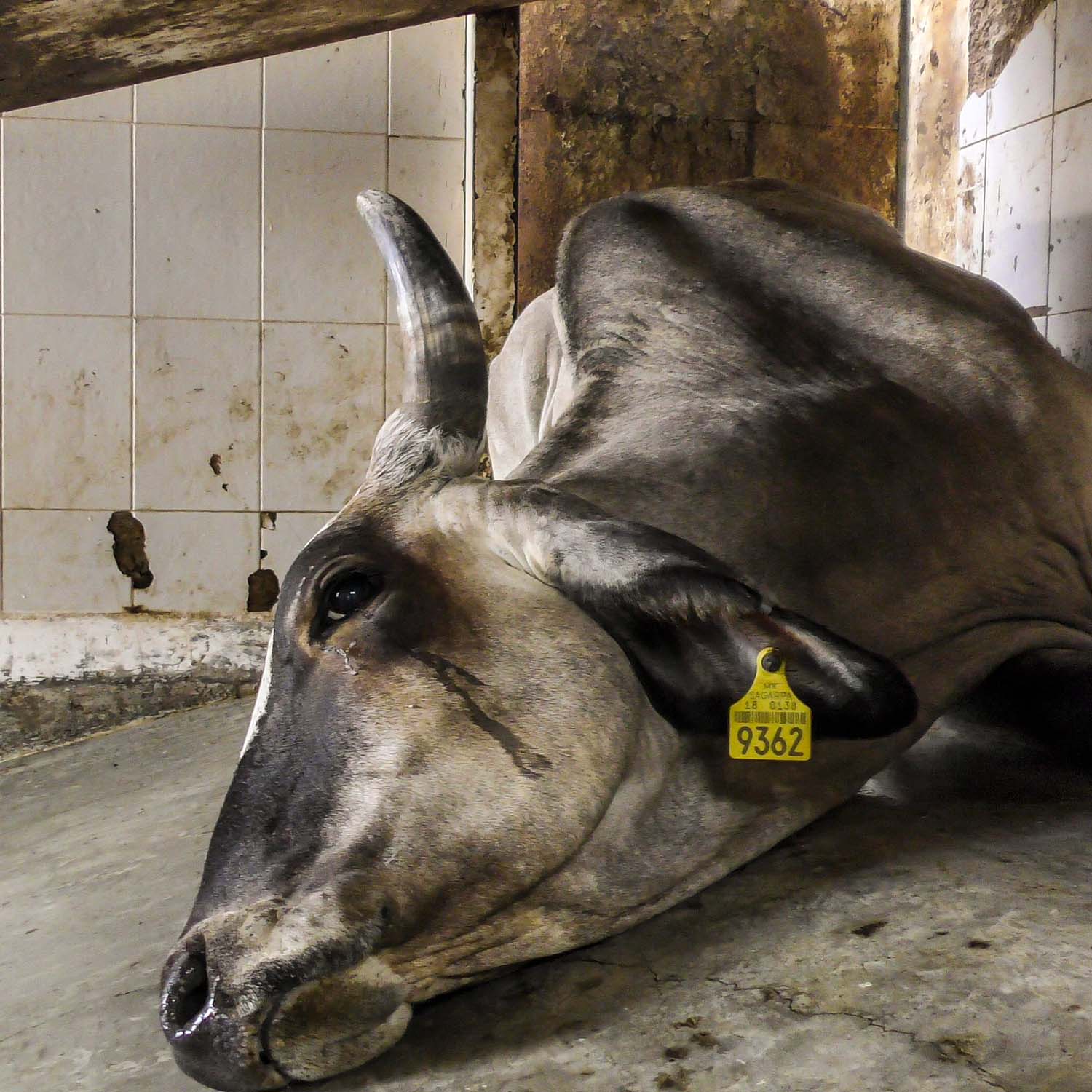 Cow crying on floor
