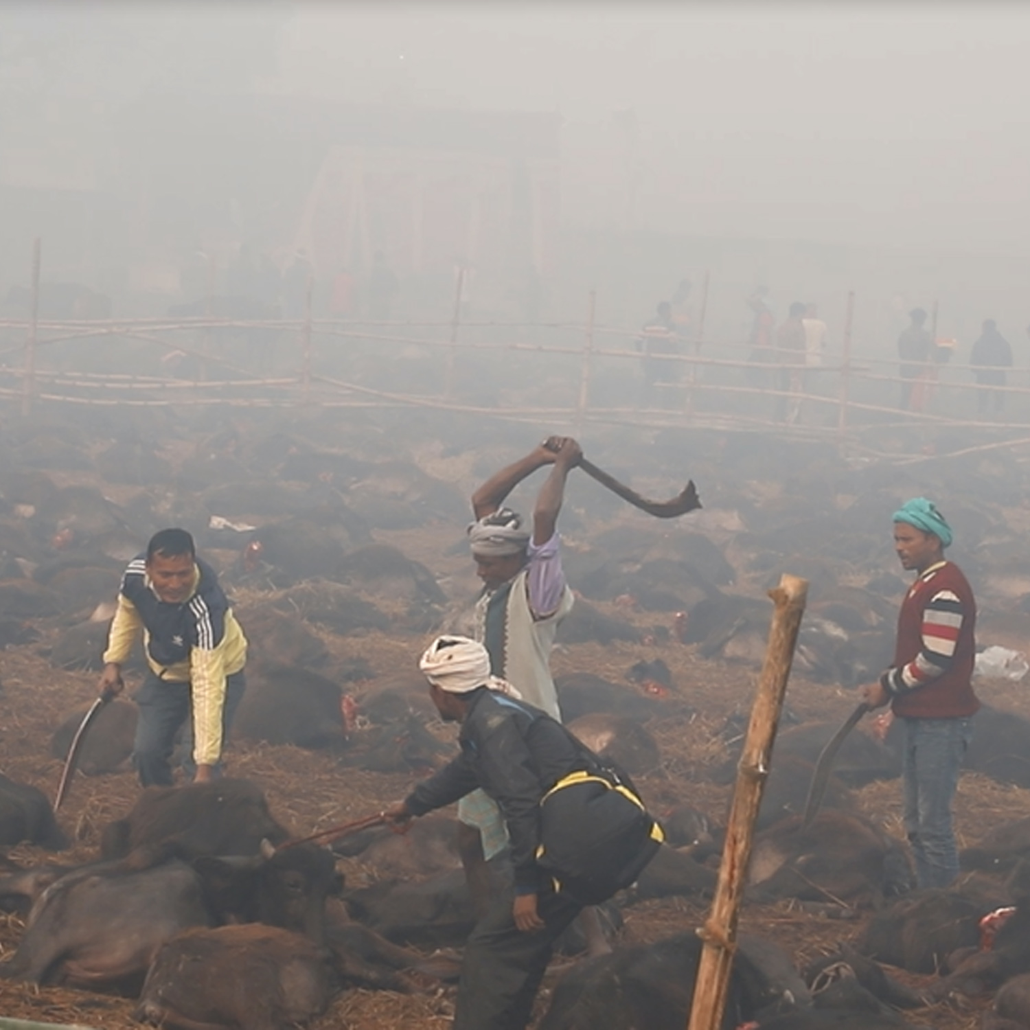 Gadhimai slaughter