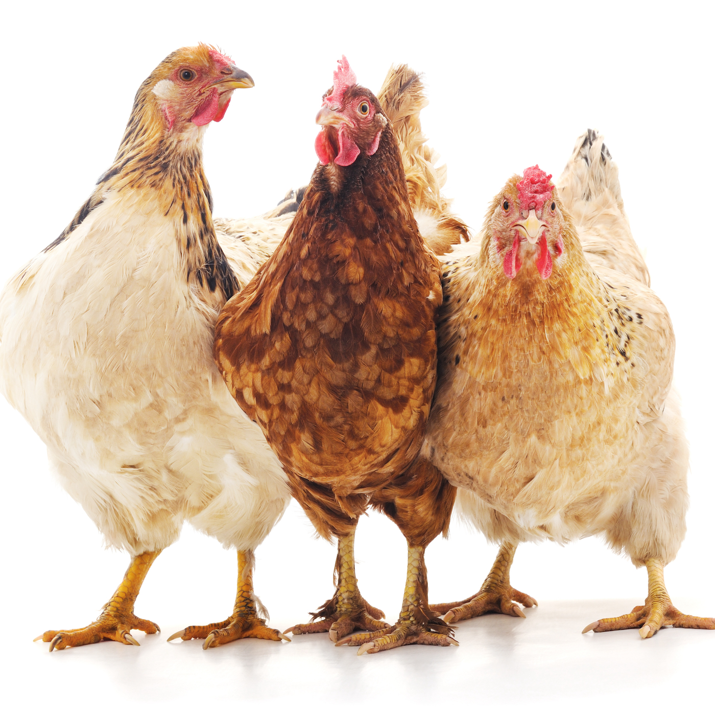 Brown,Bird,Chicken,Comb,Beak,Feather