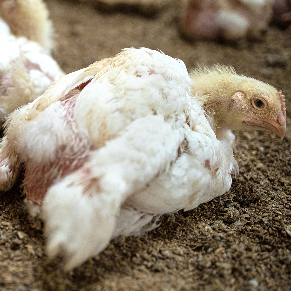 Bird,Chicken,Beak,Feather,farmed animal,Fowl,Water bird