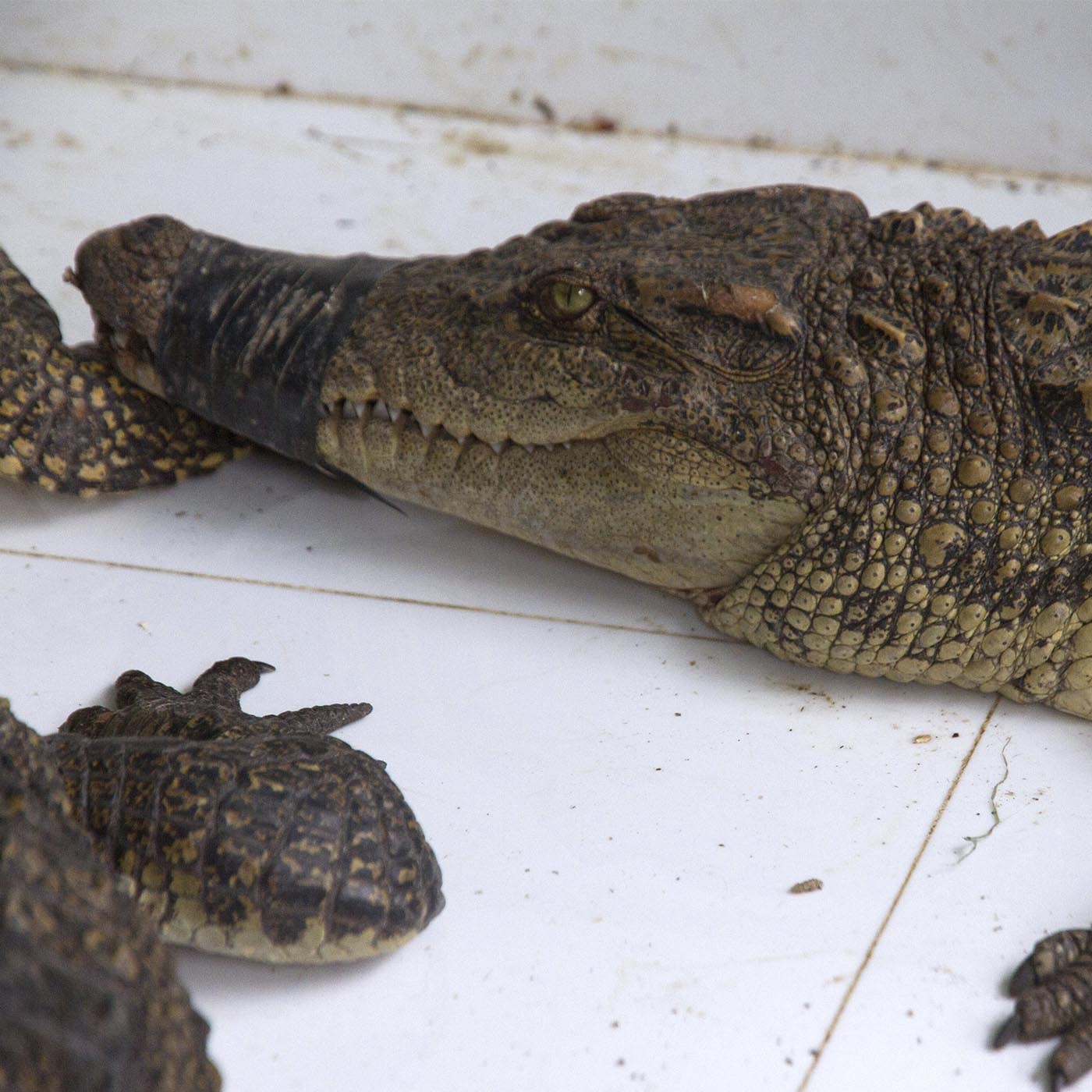 Reptile,Scaled reptile,Wildlife,Serpent,Rock python,Python family,Claw