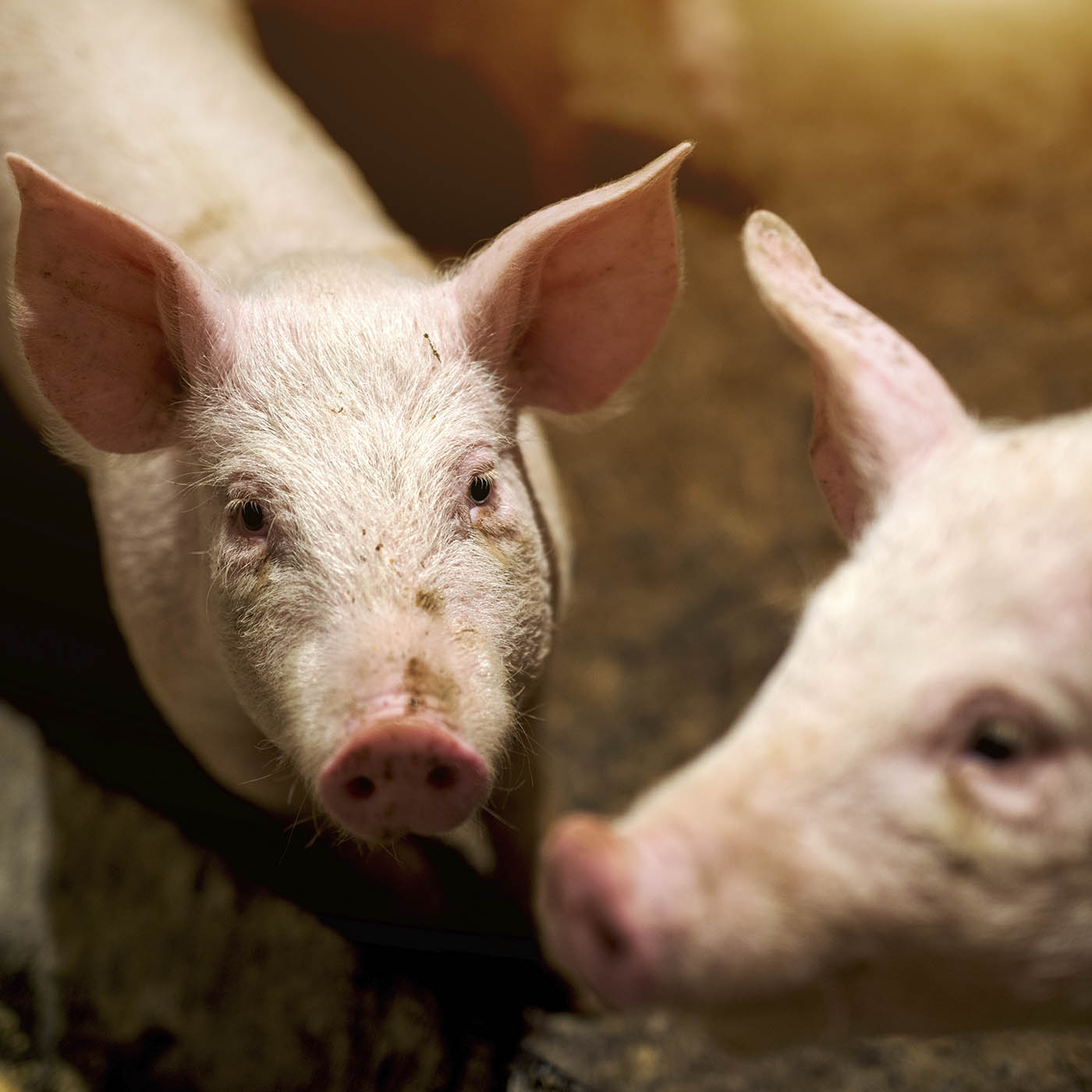 Mammal,Snout,Domestic pig,farmed animal