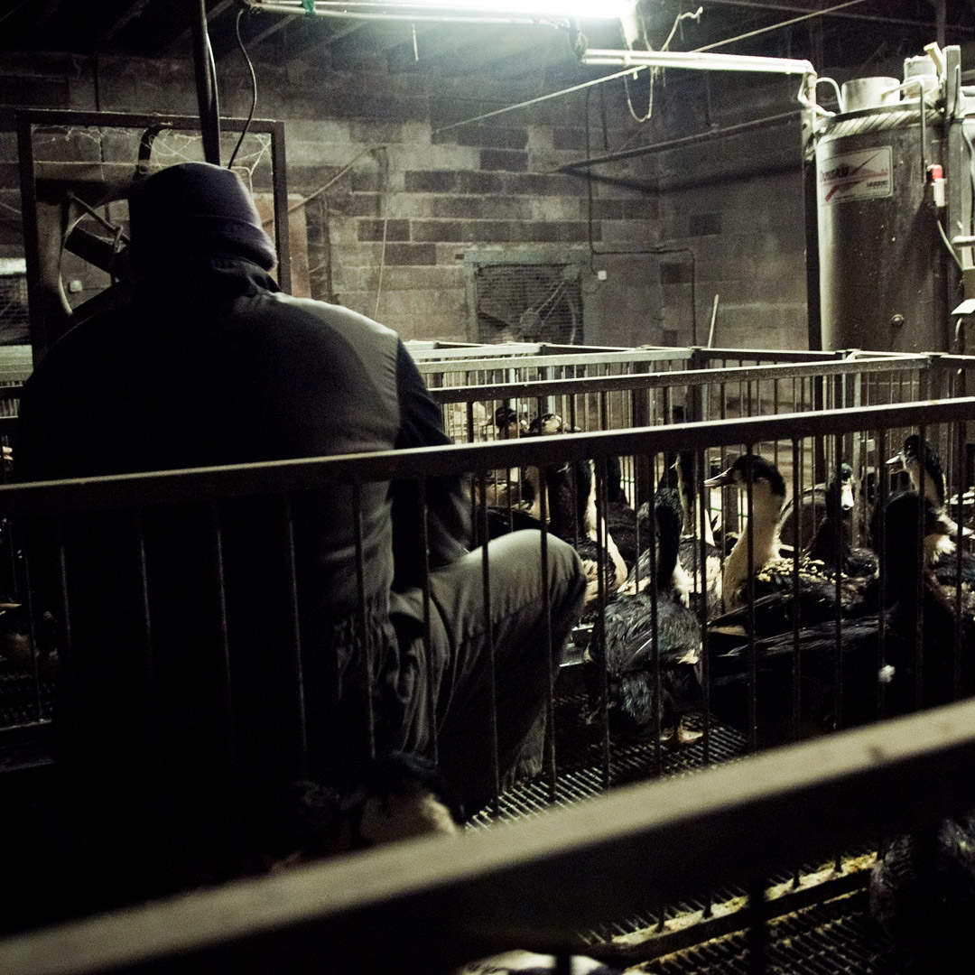worker force feeding ducks on a foie gras farm