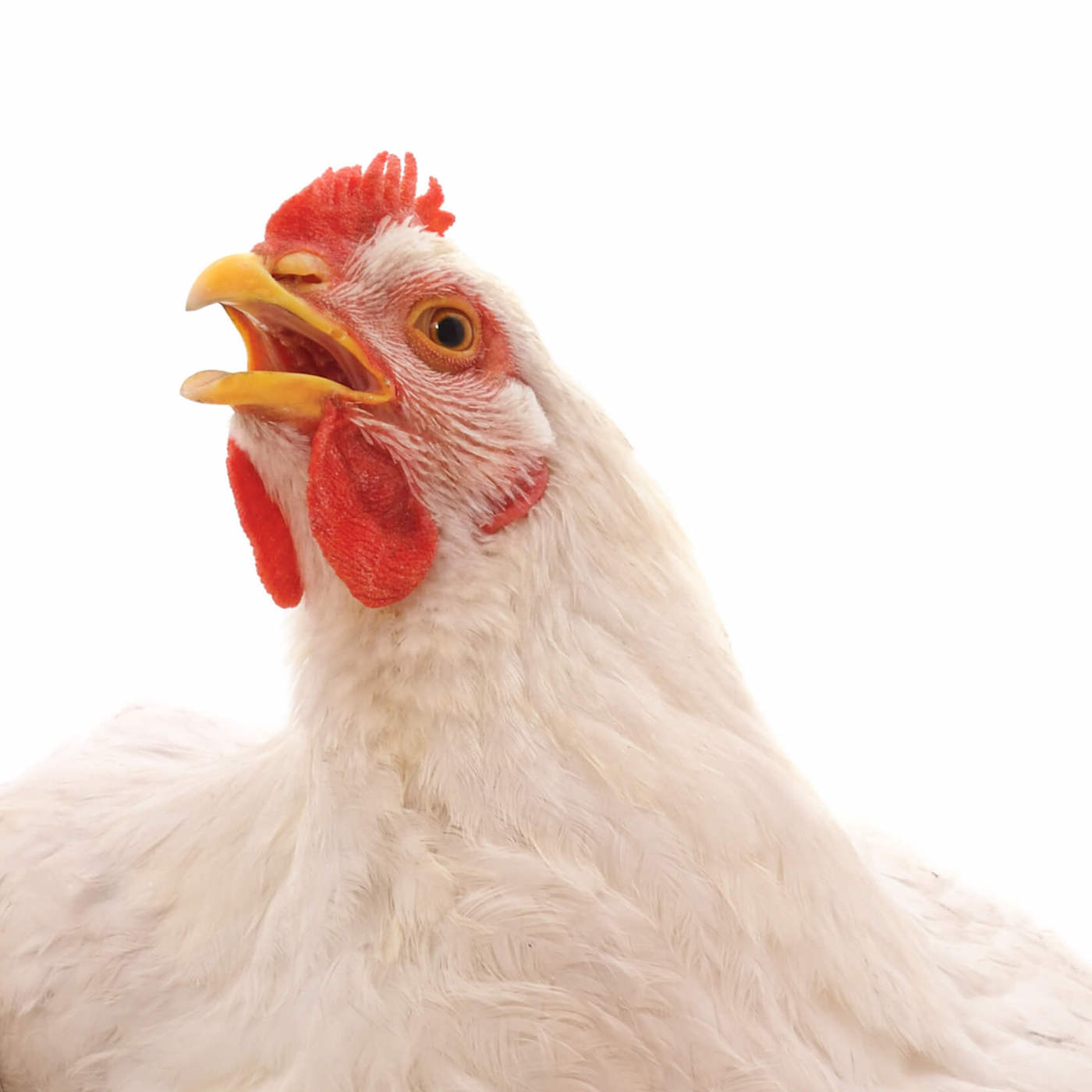 Bird,Comb,Chicken,Beak,Feather,farmed animal,Fowl