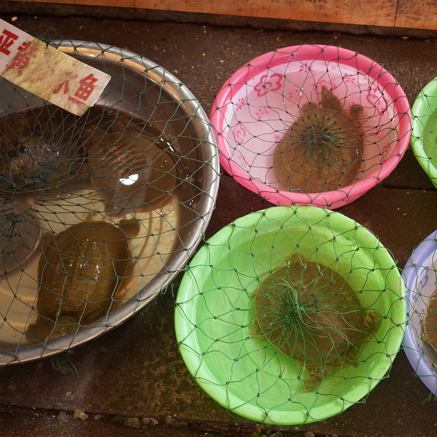 Terrestrial plant,Cuisine,Dish,Circle,Pattern,Annual plant,Dishware