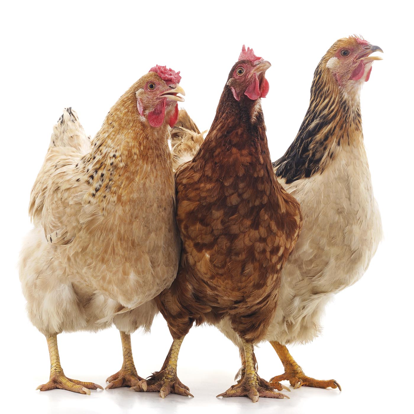 Brown,Bird,Chicken,Comb,Beak,Rooster