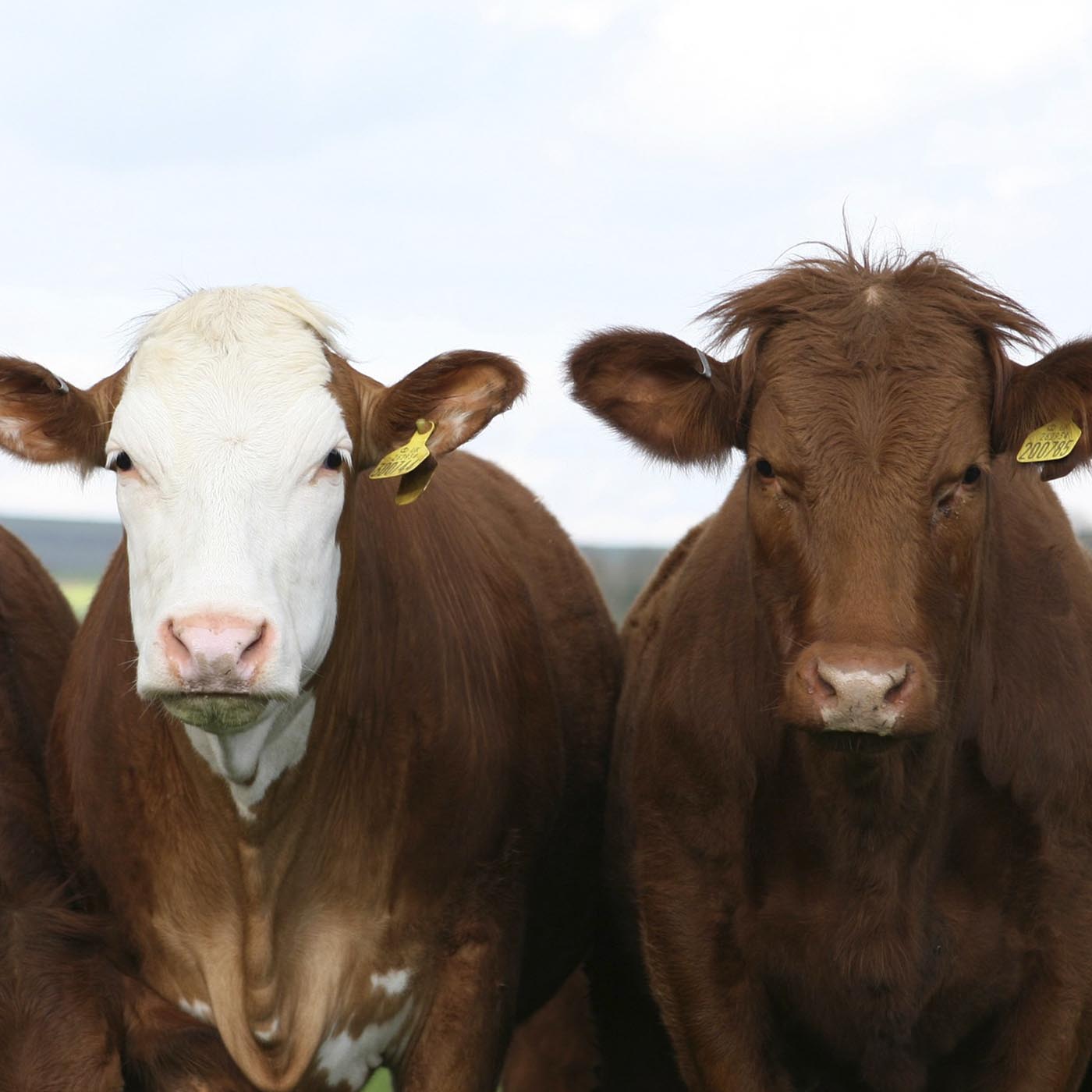 Sky,Human body,Mammal,Grassland,Dairy cow