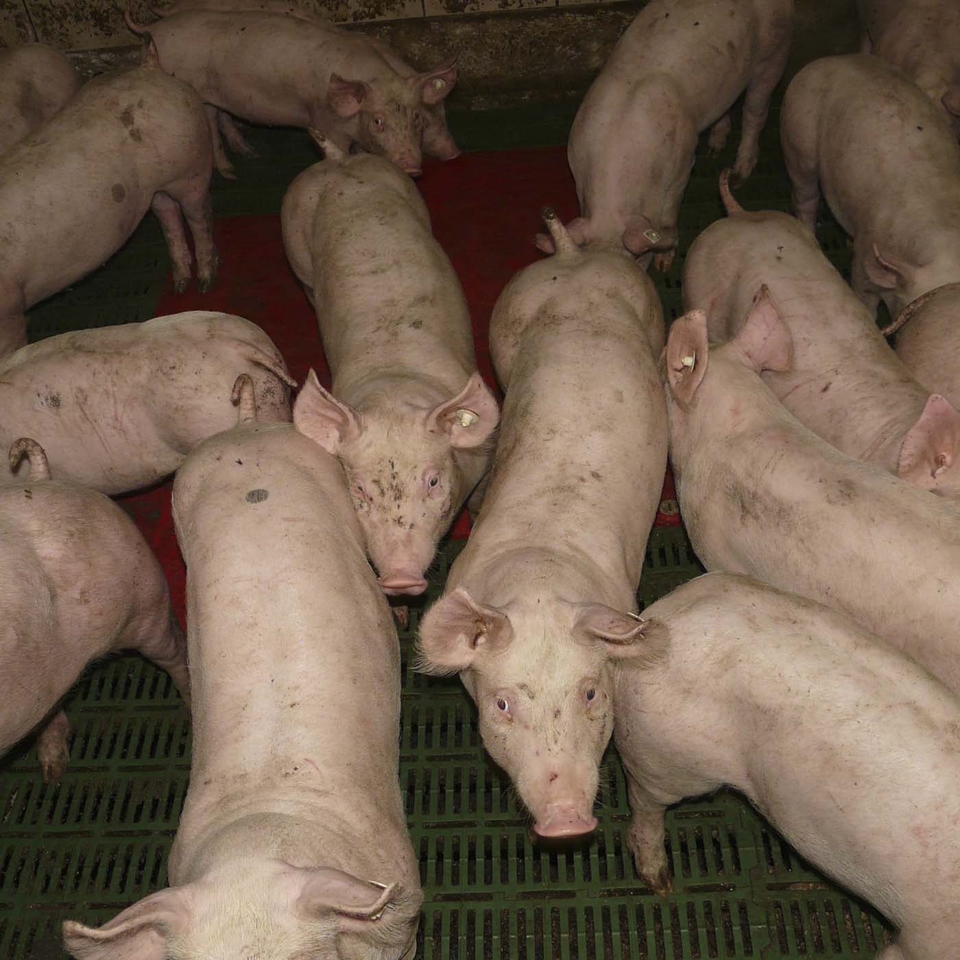 Food,Ingredient,Vegetable,Domestic pig,farmed animal,Snout,Yam