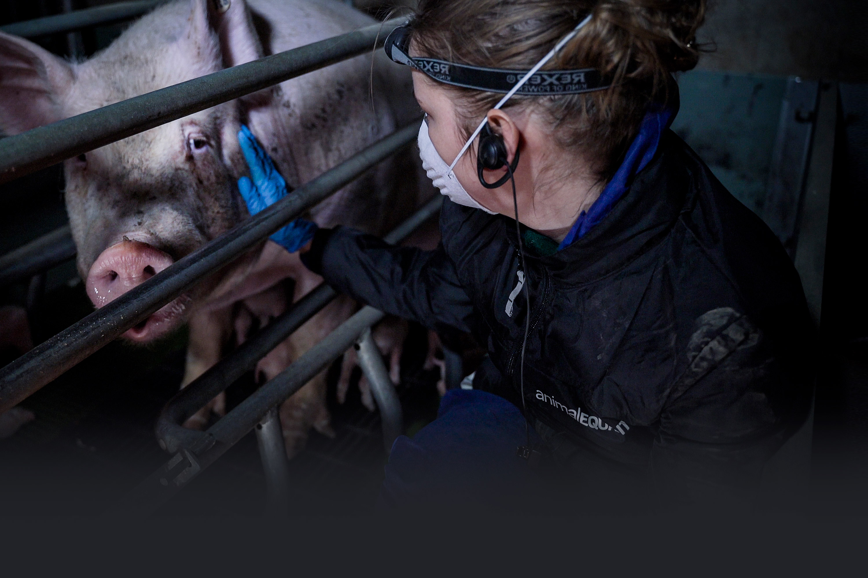 investigator with hand on pig in crate