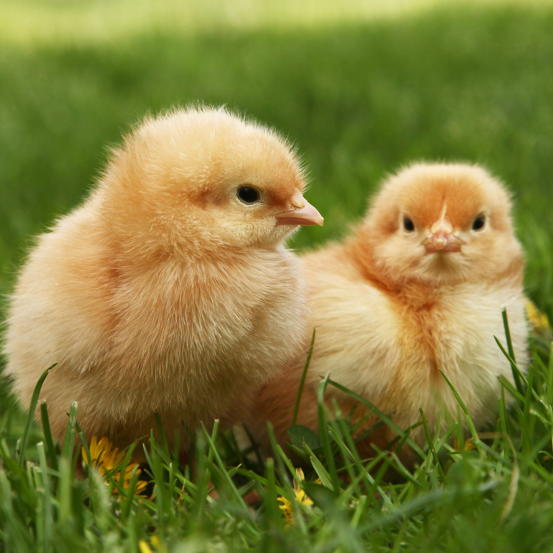 Bird,Plant,Beak,Botany,People in nature,Chicken,Grass