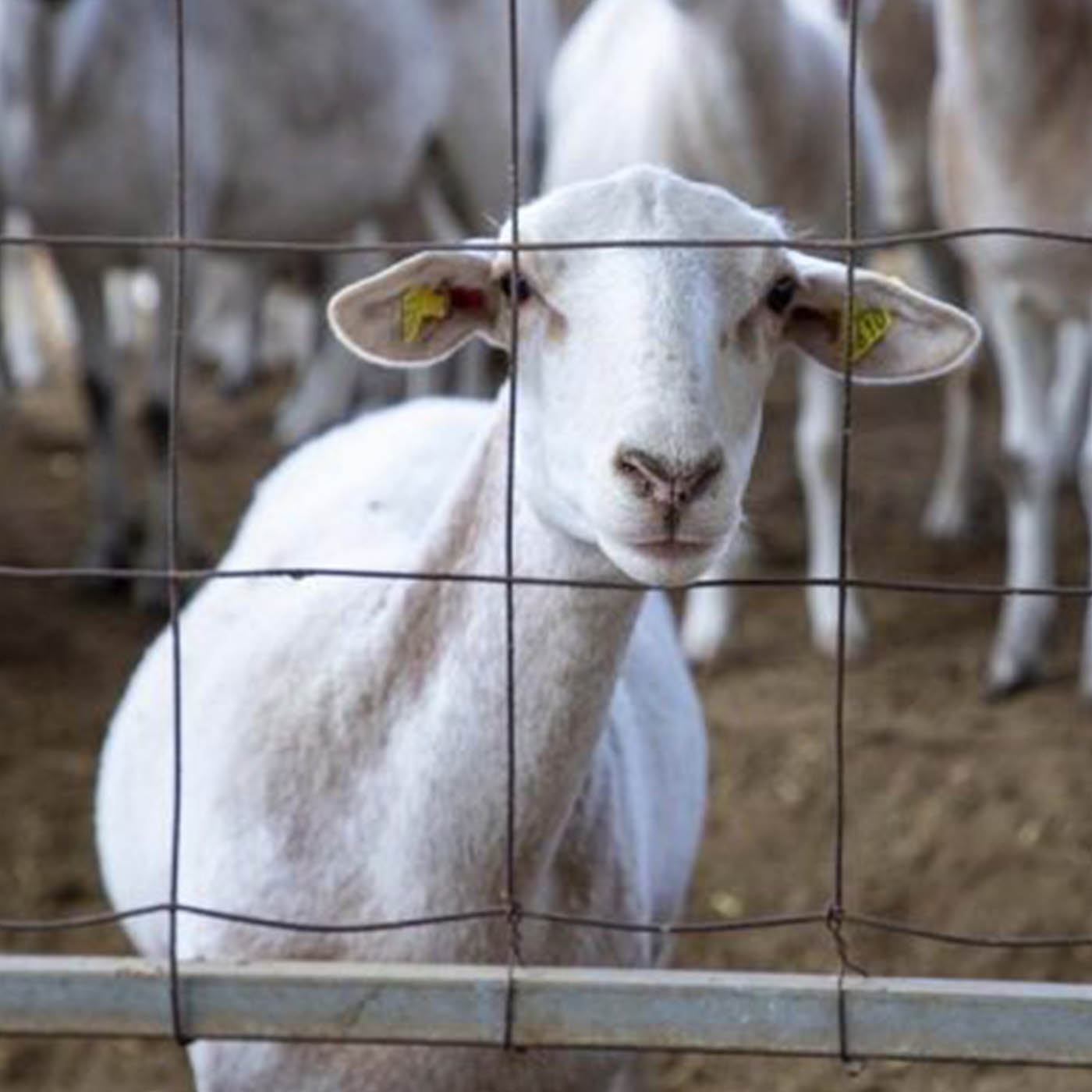 Sheep behind fence