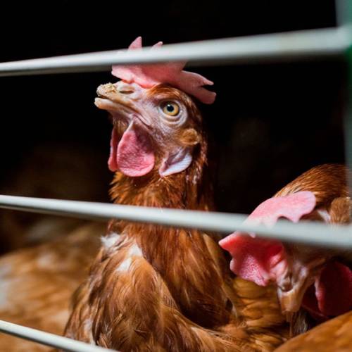 Head,Bird,Chicken,Beak,Human body,Comb,Liver