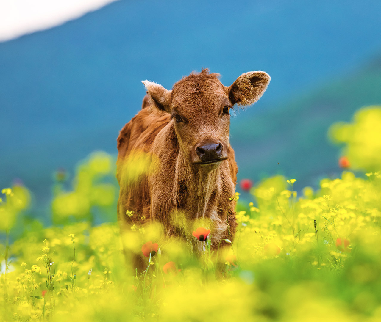 Calf among flowers
