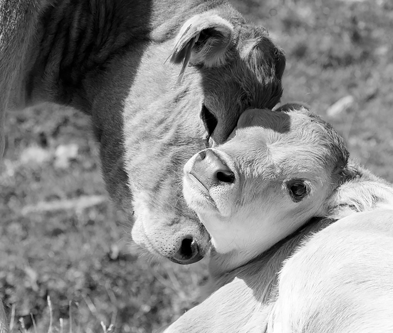 Calf and cow