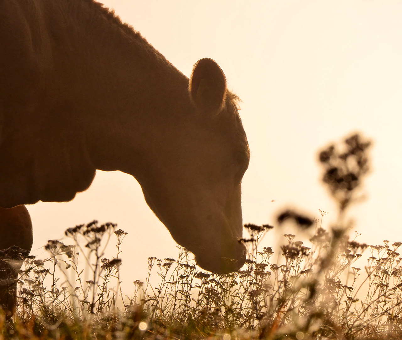 Plant,Horse,Sky,Ecoregion,People in nature,Natural landscape,Sunlight