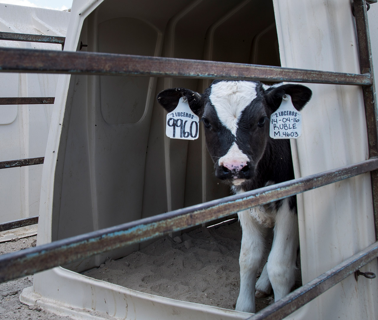 Dairy cow,farmed animal,Snout,Dairy,Landscape